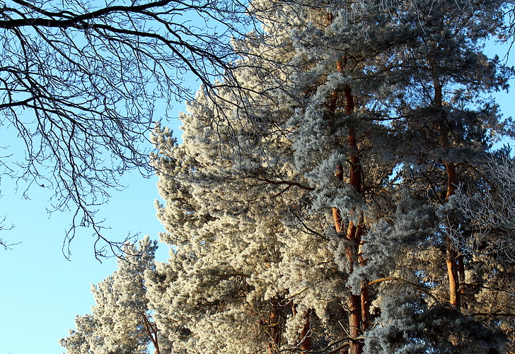 Frost, skog, landskapet, trær, kalde, Vinter, isete