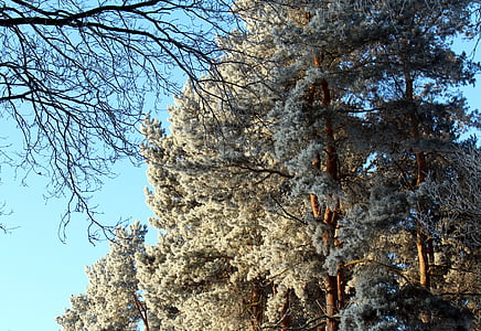Frost, rừng, cảnh quan, cây, lạnh, mùa đông, băng giá