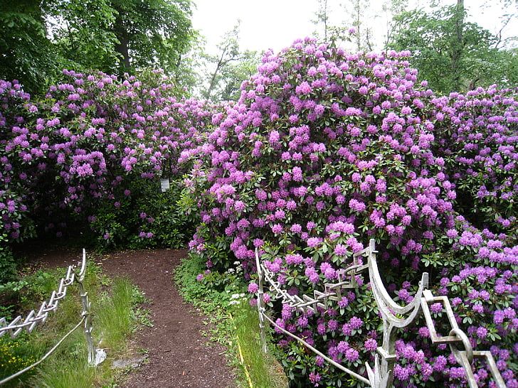 rhododendron, shrubs, flowering, flowers, purple, bro, water