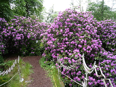 Rhododendron, krūmi, ziedēšanas, ziedi, Violeta, Bro, ūdens
