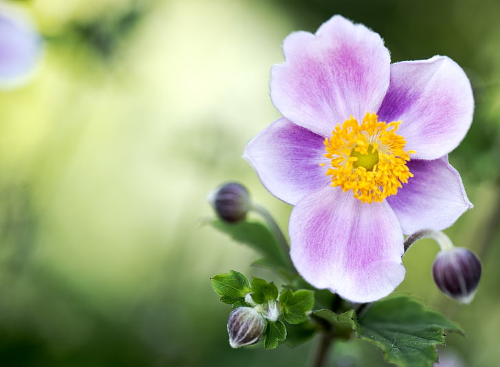 Campanula, Rosa Krake, Glockenblume, Blume, Natur, Sommer, Botanik