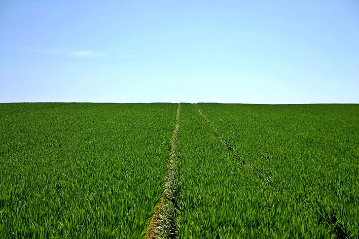 cereals, field, green, sky, horizon, agriculture, spring