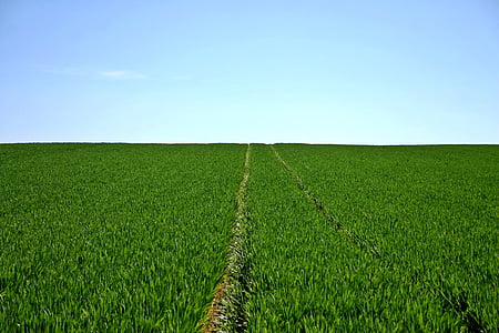 Getreide, Feld, Grün, Himmel, Horizont, Landwirtschaft, Frühling