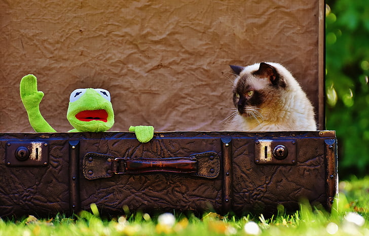 Kermit, mačka, Britanska kratkodlaka mačka, Zbogom, slatka, djeca, smiješno