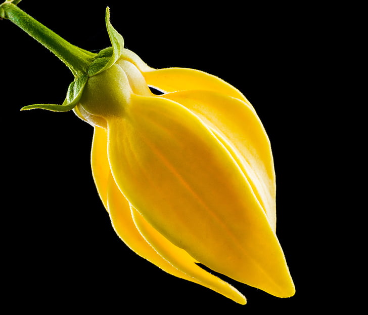 blossom, bloom, flower, yellow, close