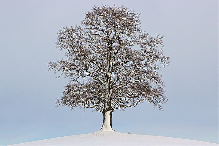 boom, winter, landschap, stemming, sneeuw, winterse, natuur