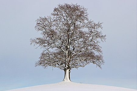 träd, vinter, landskap, humör, snö, vintrig, naturen