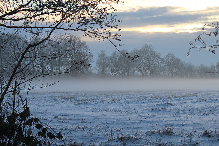 dimma, vinter, dimma bank, skymning, snö, landskap, naturen