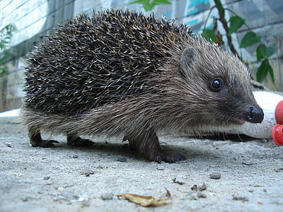 hedgehog, animals, forest