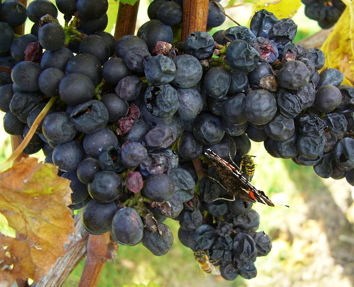 grapes, blue grapes, autumn, vine