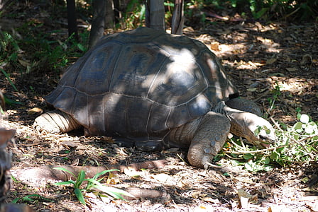 черепаха, Природа, Дикая природа, Зоопарк, Мельбурн, Австралия, животное