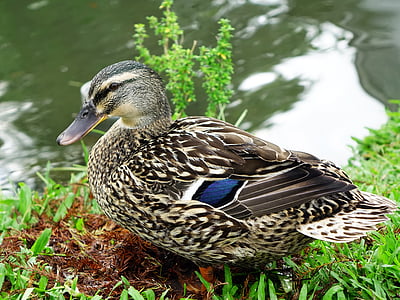 duck, duckling, plumage, feather, poultry, bird, farm