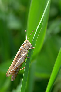 grasshopper, tettigonia viridissima, cricket, grass, insect, nature, jump