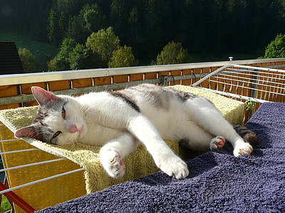 cat, relaxation, rest, relax, animals, favorite place, animal