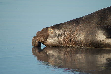 elephant seal, mammal, beach, sea, ocean, water, laying