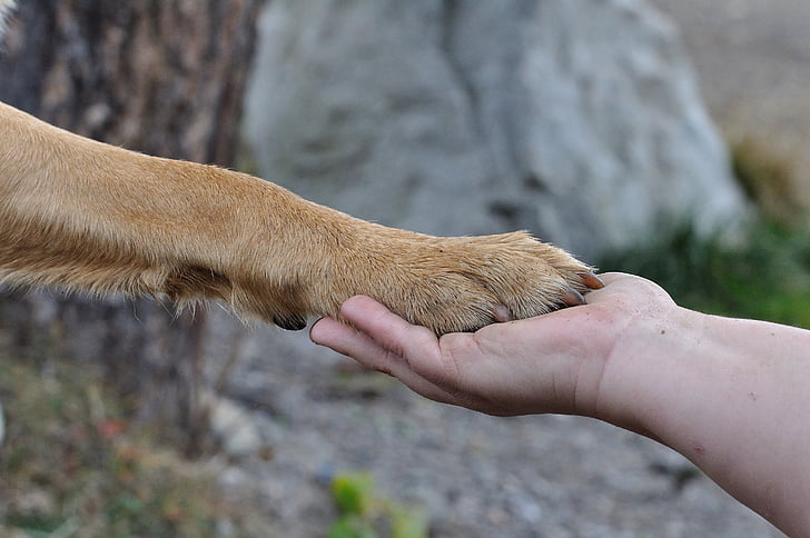 laba, mână, prietenie, câine, umane, închide, natura