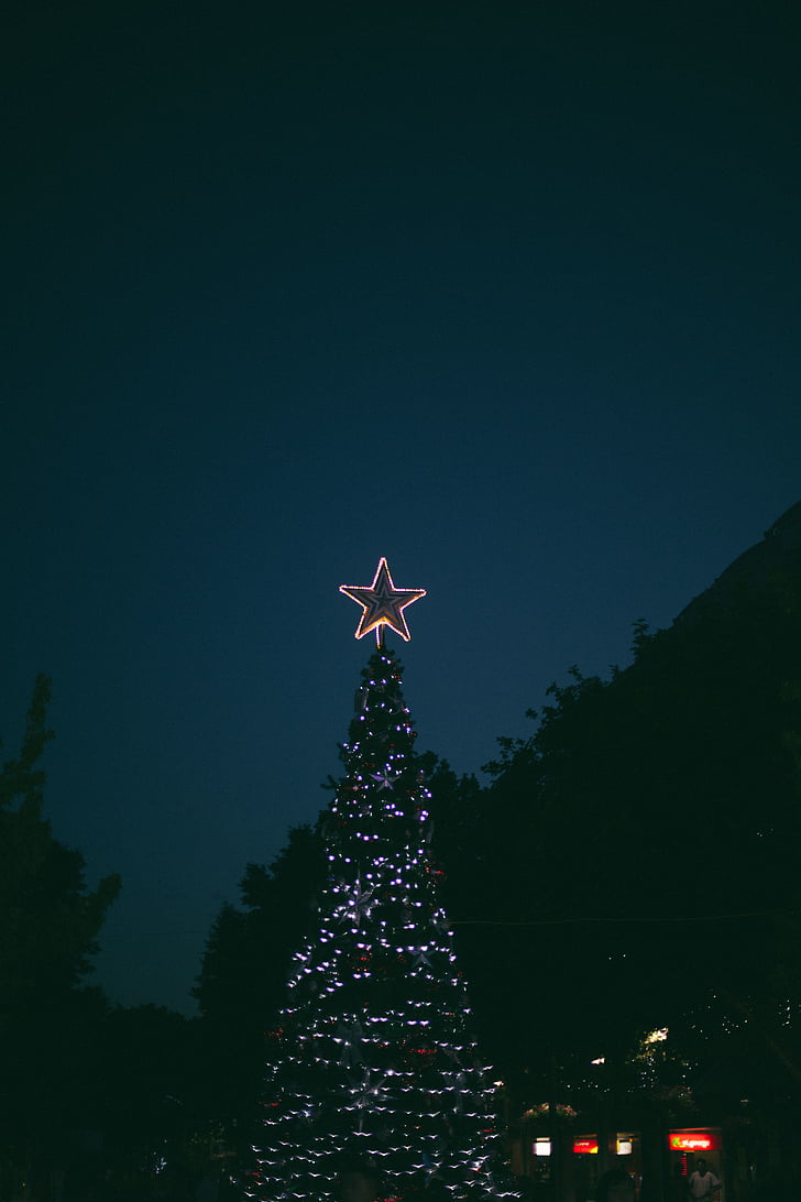 night, christmas, light, outside, trees, plant, sky
