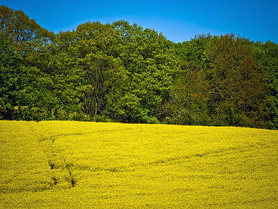 field of rapeseeds, oilseed rape, yellow, plant, blossom, bloom, landscape