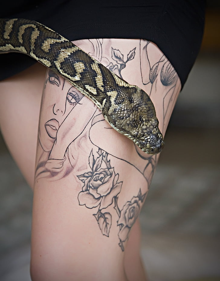 tatovering, slange, Python, Pet snake, pythoninae, dyr