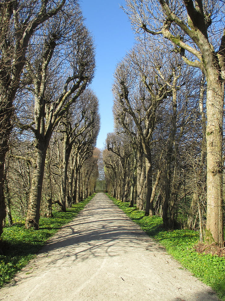avenue, trees, spring, away, park, plant, tree lined avenue