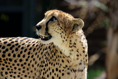 Cheetah, katten, dyr, dyreliv, natur, Wild, rovdyr