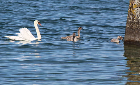 family, swans, mother, young, idyll, harmonious, cute