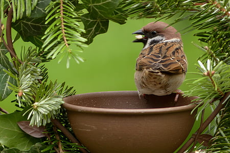 Sparrow, pelempar domesticus, burung, Taman, mencari makan