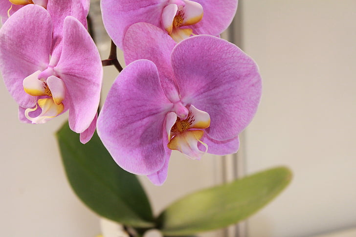 gėlė, orchidėja, gėlės, violetinė, drugelis Folklendų Salos