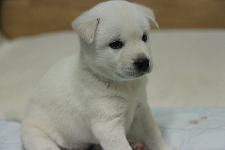 корейски jindo, куче, кученце, бяла кожа, домашни любимци, животните, Сладък