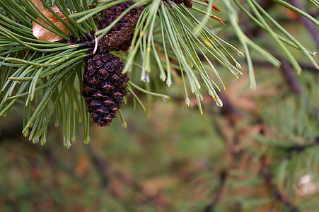 pine, needle, tree, green, nature, branch, evergreen