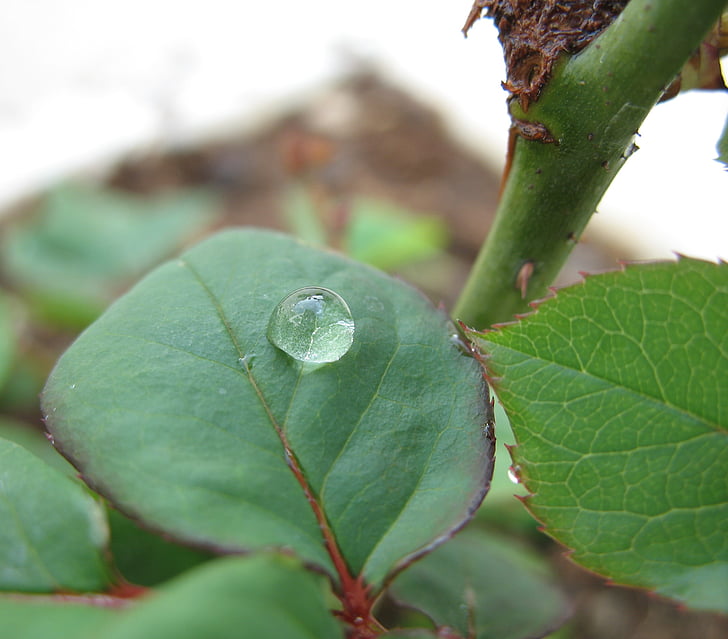 leaf, drop, green, nature, water, close-up, liquid