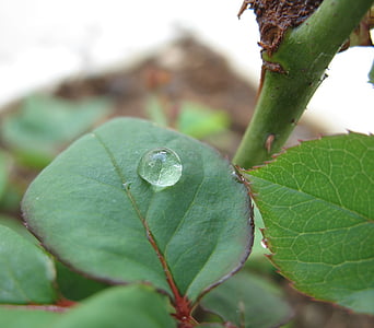 leaf, drop, green, nature, water, close-up, liquid