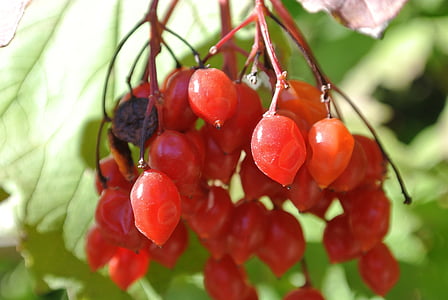 berries, red, rowanberries, nature, bush, fruit, ripe