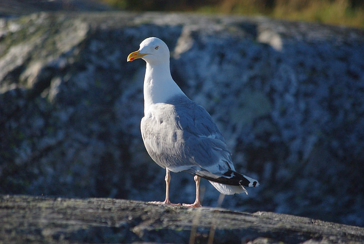 seagull, seabird, coast, wildlife, gull, bird