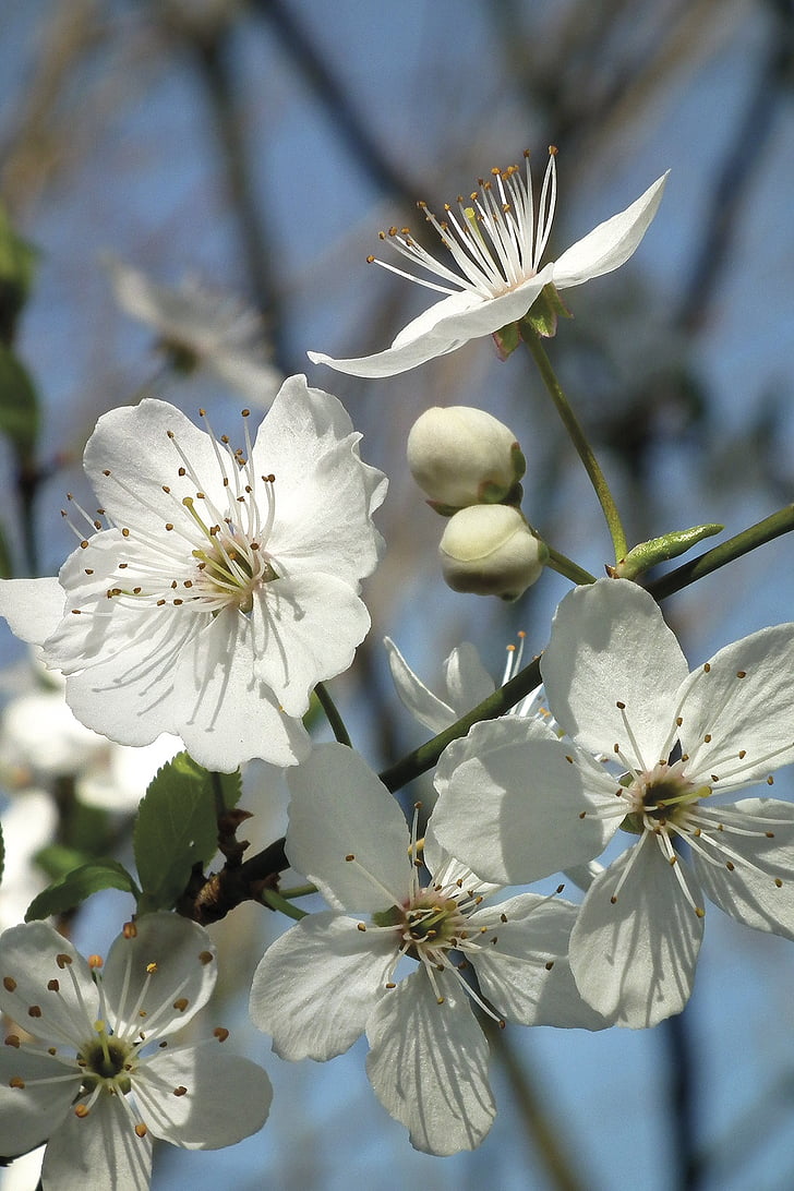 Blossom, Bloom, fehér, tavaszi, gyümölcsfa, természet, virág