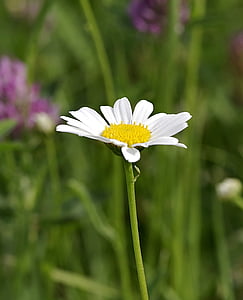 daisy, single, flower, white, yellow, vertically, meadow