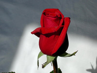 Роза, красный, стебель