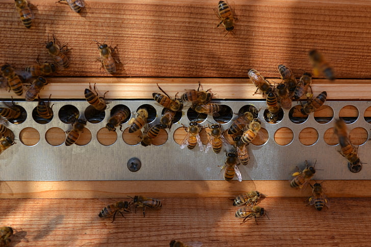 Bee, Buckfast, honning, pollen, hive, flyve, insekter