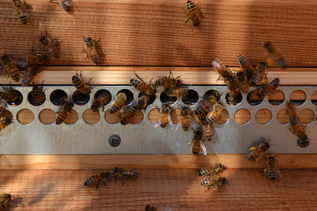 abeja, Buckfast, miel, polen, colmena, volar, insectos