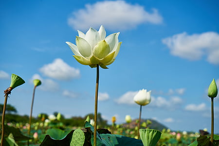 bunga, putih, Lotus, alam, tanaman, makro, bunga