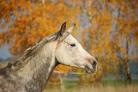 cavalo, puro-sangue árabe, égua, cabeça de cavalo, molde, Outono, pasto