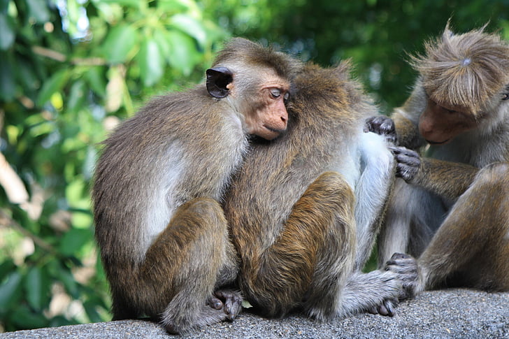 Monkey, Sri lanka, Sri, Lanka, resor, naturen, djur