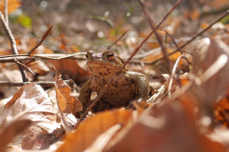 common toad, toad, amphibians, close, brown, leaves, earth