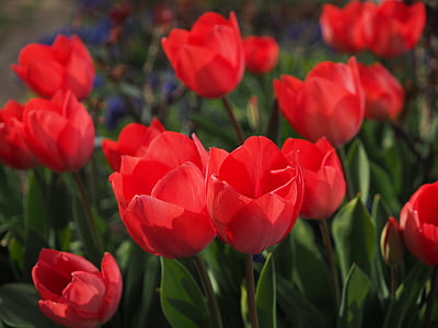 tulipanes, rojo, flores, primavera, cerrar, colorido, Color
