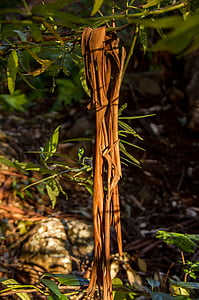 bark, peeled, fallen, shed, gum tree, eucalypts, curled