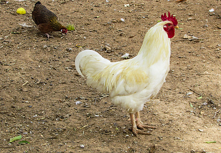 Galletto, gallo, azienda agricola, animale, uccello, Polla, pollame