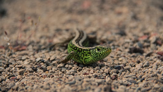 salamandra, lagarto, animal, natureza, réptil, vida selvagem, close-up