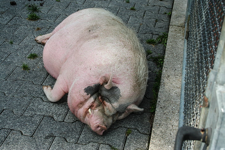 eläinten, sika, Happy pig, kaltevuus rakentaminen sika, Zoo, nukkuva