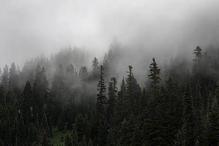 pine, tree, forest, plants, nature, fog, cold