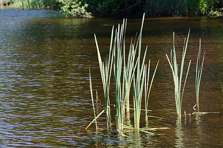 reeds, pond, nature, plant, calm, landscape, natural